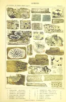 Picture 36 of 43 from Essai sur les cryptogames des écorces exotiques officinales (1824), leaf 549