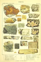An illustration from Essai sur les cryptogames des écorces exotiques officinales (1824)