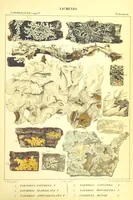 Picture 38 of 43 from Essai sur les cryptogames des écorces exotiques officinales (1824), leaf 553