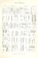Picture 39 of 43 from Essai sur les cryptogames des écorces exotiques officinales (1824), leaf 555