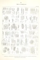 An illustration from Essai sur les cryptogames des écorces exotiques officinales (1824)