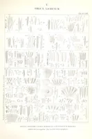 An illustration from Essai sur les cryptogames des écorces exotiques officinales (1824)