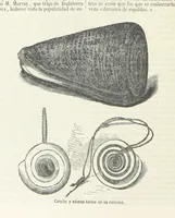 Picture 20 of 87 from Nuevo Viajero Universal, enciclopedia de viajes modernos, recopilacion de las obras mas notables sobre descubrimientos, exploraciones y aventuras, publicada por los mas célebres viajeros del siglo XIX. ... adornada con profusion de mapas, láminas sueltas y grabados, etc (1859), leaf 140