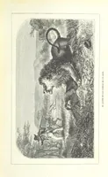 An illustration from Nuevo Viajero Universal, enciclopedia de viajes modernos, recopilacion de las obras mas notables sobre descubrimientos, exploraciones y aventuras, publicada por los mas célebres viajeros del siglo XIX. ... adornada con profusion de mapas, láminas sueltas y grabados, etc (1859)