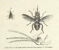 An illustration from Nuevo Viajero Universal, enciclopedia de viajes modernos, recopilacion de las obras mas notables sobre descubrimientos, exploraciones y aventuras, publicada por los mas célebres viajeros del siglo XIX. ... adornada con profusion de mapas, láminas sueltas y grabados, etc (1859)