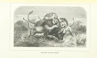 An illustration from Nuevo Viajero Universal, enciclopedia de viajes modernos, recopilacion de las obras mas notables sobre descubrimientos, exploraciones y aventuras, publicada por los mas célebres viajeros del siglo XIX. ... adornada con profusion de mapas, láminas sueltas y grabados, etc (1859)