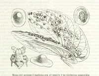 Picture 11 of 87 from Nuevo Viajero Universal, enciclopedia de viajes modernos, recopilacion de las obras mas notables sobre descubrimientos, exploraciones y aventuras, publicada por los mas célebres viajeros del siglo XIX. ... adornada con profusion de mapas, láminas sueltas y grabados, etc (1859), leaf 85