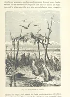 Picture 334 of 334 from Les Races Humaines ... Ouvrage illustré de 334 gravures dessinées sur bois, et de 8 chromo-lithographies, etc (1872), leaf 659