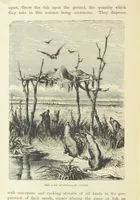 An illustration from The Human Race, ... illustrated by ... engravings on wood, and ... chromolithographs (1872)