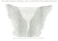 Picture 86 of 181 from La Terre et les Mers, ou description physique du globe. Ouvrage contenant 170 vignettes dessignées par K. Girardet, Lebreton, ... et 20 cartes physiques (1864), leaf 325