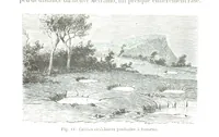 Picture 87 of 181 from La Terre et les Mers, ou description physique du globe. Ouvrage contenant 170 vignettes dessignées par K. Girardet, Lebreton, ... et 20 cartes physiques (1864), leaf 325