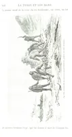 Picture 178 of 181 from La Terre et les Mers, ou description physique du globe. Ouvrage contenant 170 vignettes dessignées par K. Girardet, Lebreton, ... et 20 cartes physiques (1864), leaf 544