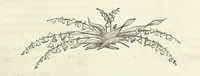 An illustration from The Fijiad; or, English Nights' Entertainments. (By an author of the Siliad [i.e. R. Emerson] and others.) (1874)