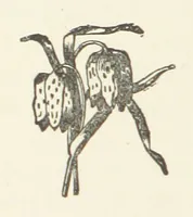 An illustration from Norman Reid, M. A. [A tale (1890)