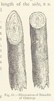 Picture 68 of 109 from This World of Ours. An introduction to the study of geography ... Illustrated (1891), leaf 197