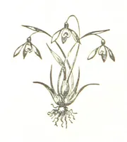 An illustration from The Folks of Fernleigh. A country chronicle (1890)