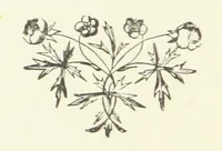 An illustration from The Fox and the Goose. A tale of the Curragh of Kildare. By the author of “Spavin Hall.” (1887)
