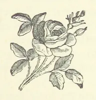 An illustration from The Fox and the Goose. A tale of the Curragh of Kildare. By the author of “Spavin Hall.” (1887)