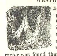 An illustration from Illustrated Historical Sketches of the Indians, exhibiting their manners and customs on the battle field, and in the Wigwam ... From the best authorities (1857)
