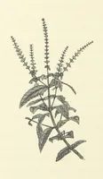 Picture 11 of 49 from A Daughter of the Klephts; or, A Girl of Modern Greece, etc. [A tale (1897), leaf 108