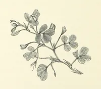 An illustration from A Daughter of the Klephts; or, A Girl of Modern Greece, etc. [A tale (1897)