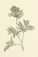 An illustration from A Daughter of the Klephts; or, A Girl of Modern Greece, etc. [A tale (1897)