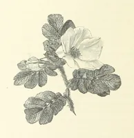An illustration from A Daughter of the Klephts; or, A Girl of Modern Greece, etc. [A tale (1897)