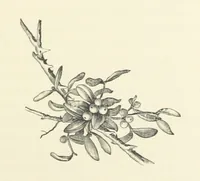 An illustration from A Daughter of the Klephts; or, A Girl of Modern Greece, etc. [A tale (1897)