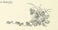 An illustration from A Daughter of the Klephts; or, A Girl of Modern Greece, etc. [A tale (1897)