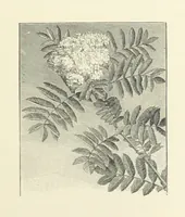 An illustration from A Daughter of the Klephts; or, A Girl of Modern Greece, etc. [A tale (1897)