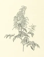 An illustration from A Daughter of the Klephts; or, A Girl of Modern Greece, etc. [A tale (1897)