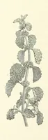 Picture 26 of 49 from A Daughter of the Klephts; or, A Girl of Modern Greece, etc. [A tale (1897), leaf 254