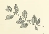 An illustration from A Daughter of the Klephts; or, A Girl of Modern Greece, etc. [A tale (1897)