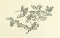 An illustration from A Daughter of the Klephts; or, A Girl of Modern Greece, etc. [A tale (1897)