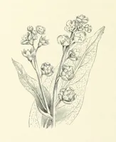 An illustration from A Daughter of the Klephts; or, A Girl of Modern Greece, etc. [A tale (1897)