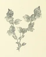 An illustration from A Daughter of the Klephts; or, A Girl of Modern Greece, etc. [A tale (1897)