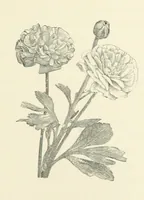 An illustration from A Daughter of the Klephts; or, A Girl of Modern Greece, etc. [A tale (1897)