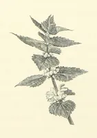An illustration from A Daughter of the Klephts; or, A Girl of Modern Greece, etc. [A tale (1897)