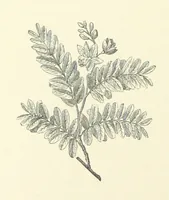 An illustration from A Daughter of the Klephts; or, A Girl of Modern Greece, etc. [A tale (1897)