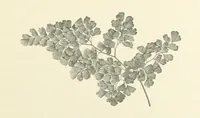 An illustration from A Daughter of the Klephts; or, A Girl of Modern Greece, etc. [A tale (1897)