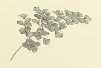 An illustration from A Daughter of the Klephts; or, A Girl of Modern Greece, etc. [A tale (1897)