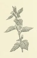 Picture 8 of 49 from A Daughter of the Klephts; or, A Girl of Modern Greece, etc. [A tale (1897), leaf 91
