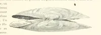 Picture 7 of 381 from Anvers à travers les âges (1887), leaf 23
