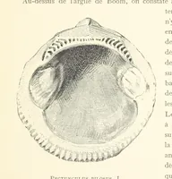 Picture 8 of 381 from Anvers à travers les âges (1887), leaf 23