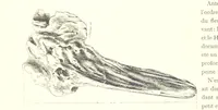 Picture 18 of 381 from Anvers à travers les âges (1887), leaf 38