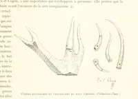 Picture 20 of 381 from Anvers à travers les âges (1887), leaf 43
