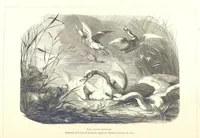 An illustration from Anvers à travers les âges (1887)