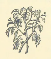 An illustration from A Daughter of Our Time, and other stories (1884)