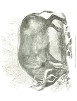 An illustration from Days and Nights in the Desert. With ... illustrations (1888)