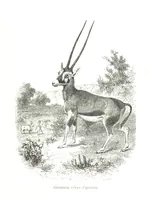 An illustration from Days and Nights in the Desert. With ... illustrations (1888)